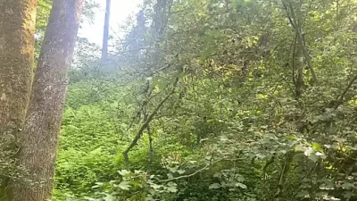 Wild Outdoor Fuck Session: Risky German Woods Adventure