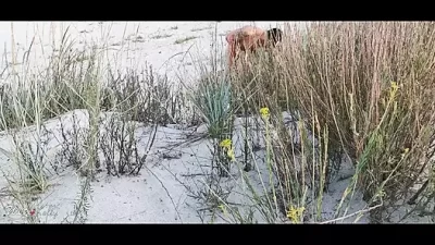 Dirty Beach: Wild Couple Gets Freaky in Public