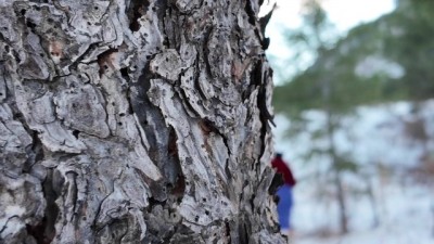 Naughty Christmas Fling: Wild Campground Hookup With a Big Booty Babe