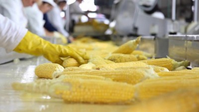 Sultry Seduction: Veiny Cock & Fingering Fantasies